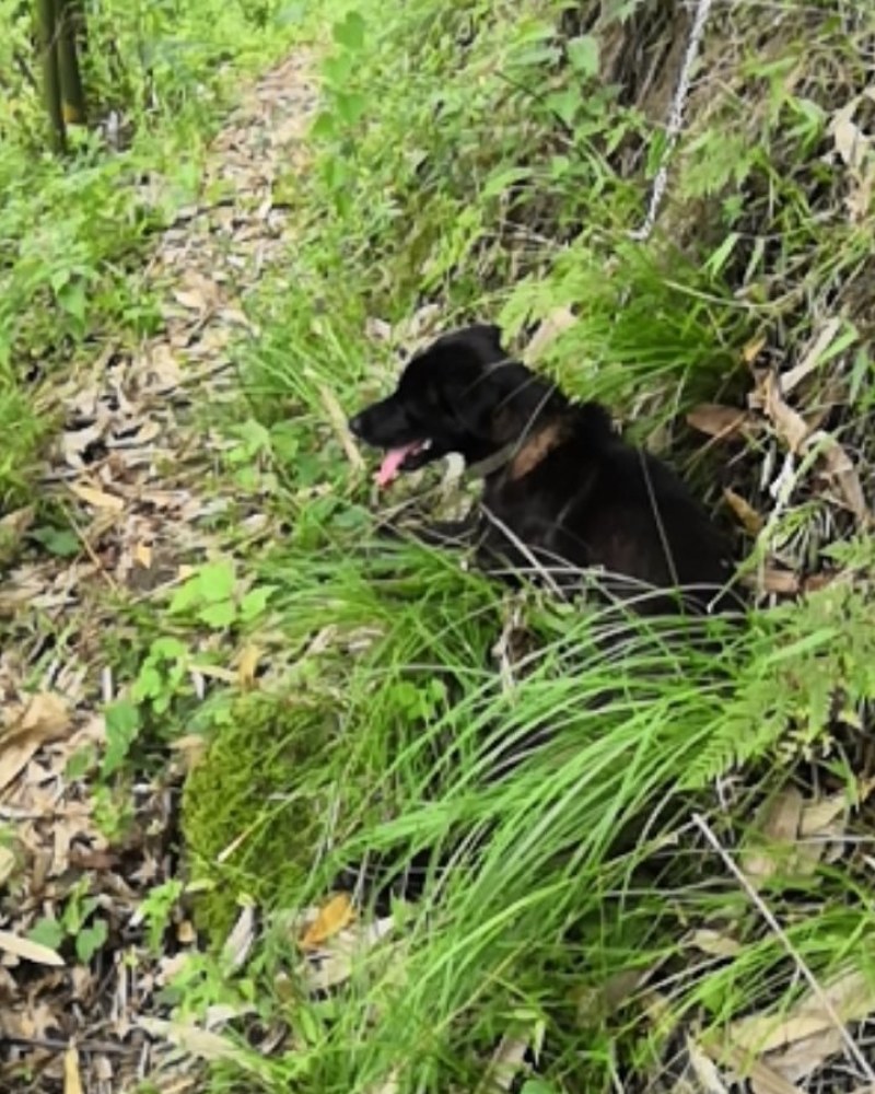 猎犬撵山狗山地猎犬天生猎犬凉山猎犬