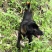 猎犬撵山狗山地猎犬天生猎犬凉山猎犬