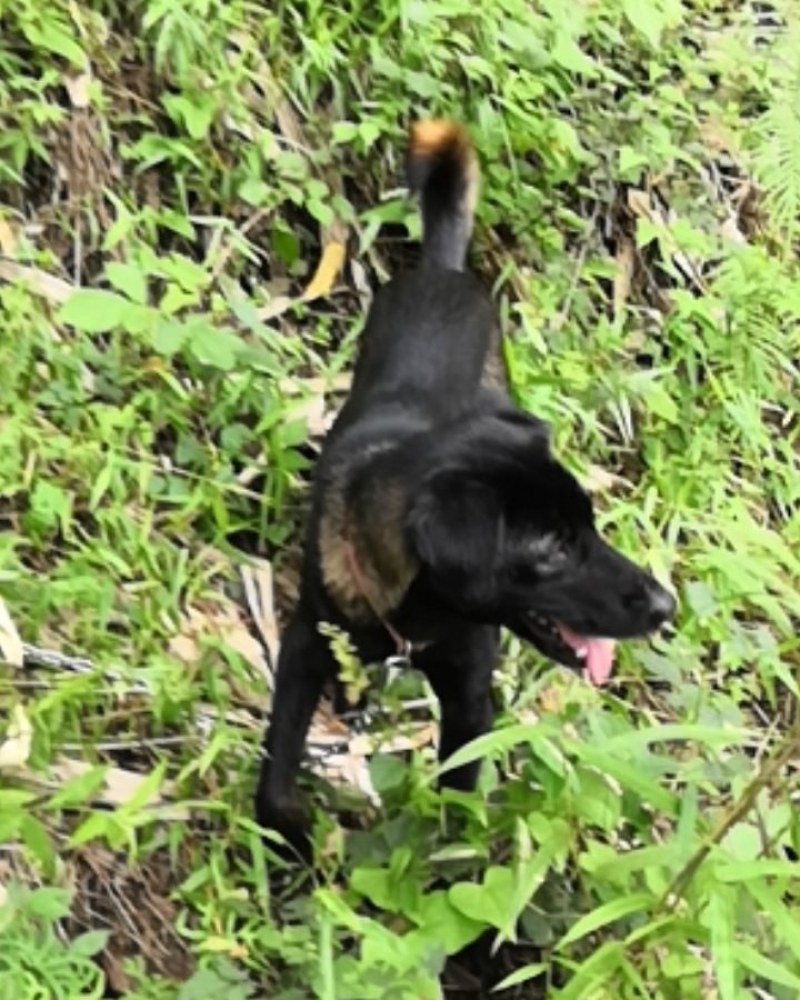 猎犬撵山狗山地猎犬天生猎犬凉山猎犬