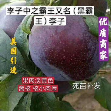 黑霸王李子树苗保证纯度品质提供终身技术