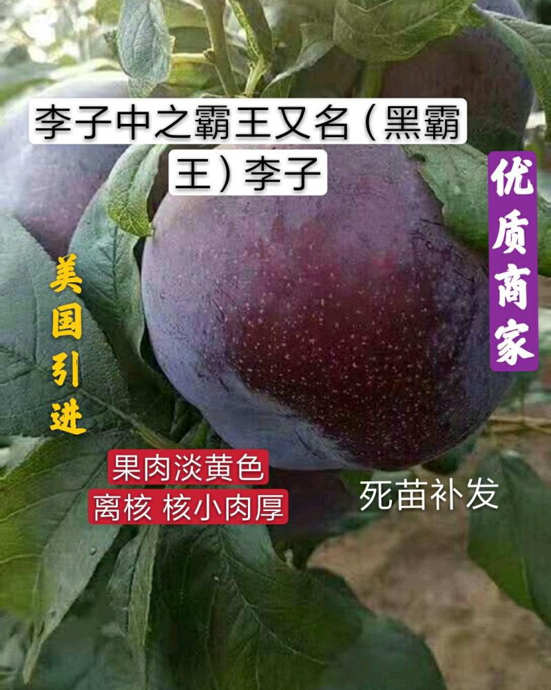 黑霸王李子树苗保证纯度品质提供终身技术
