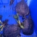 大甲鱼活体外塘中华老鳖王八水鱼鲜活团鱼海鲜滋补一个包邮