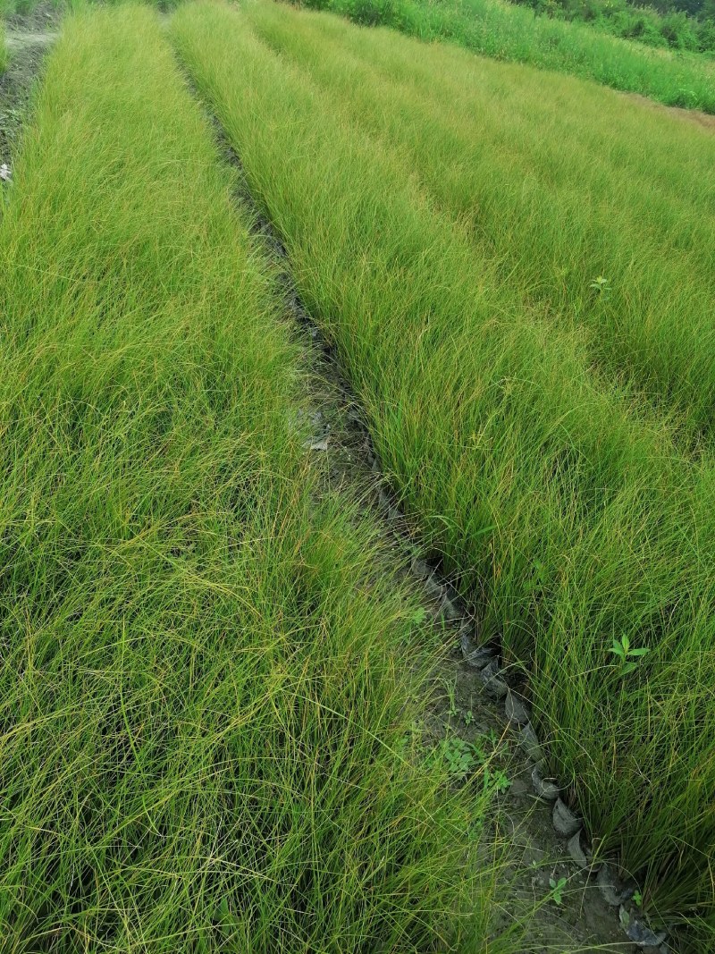 凤黄绿苔草16杯杯苗30-50高，冠幅20-30公分