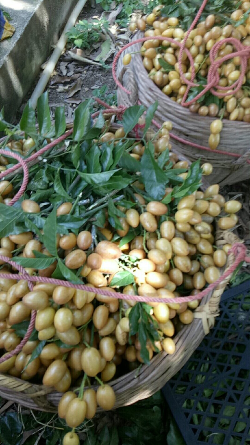 广西省平南县大鸡心，牛心黄皮果大量上市中