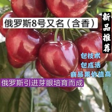 俄罗斯8号大樱桃树苗二年苗提供技术指导