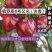 俄罗斯8号大樱桃树苗二年苗提供技术指导