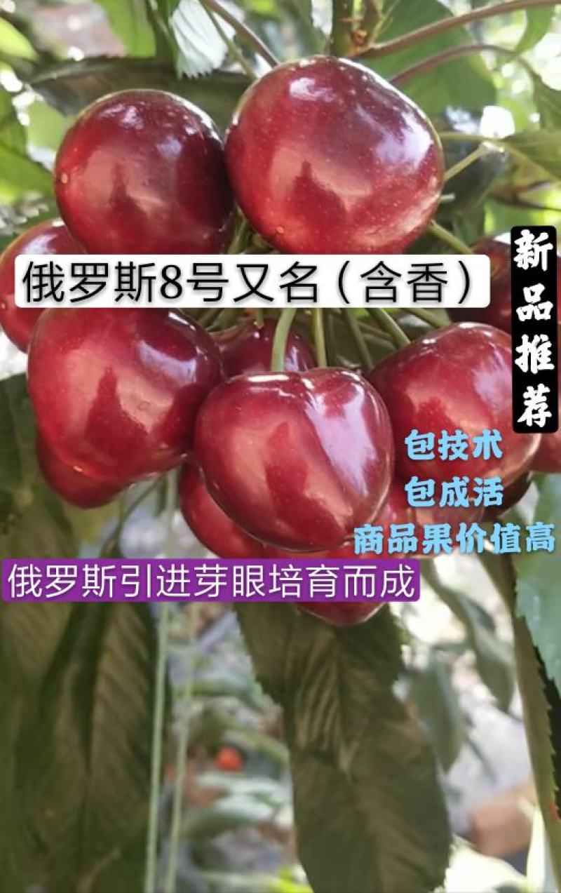 俄罗斯8号大樱桃树苗二年苗提供技术指导