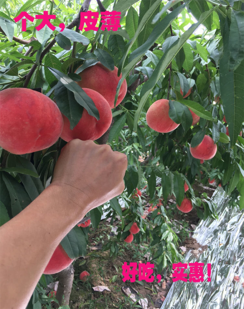 【实力商家】产地直发【脆甜可口】货源充足【保质保量】油桃