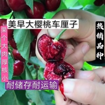美早大樱桃树苗二年苗免费提供终生技术指导