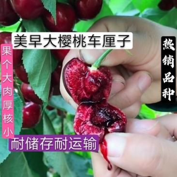 美早大樱桃树苗二年苗免费提供终生技术指导