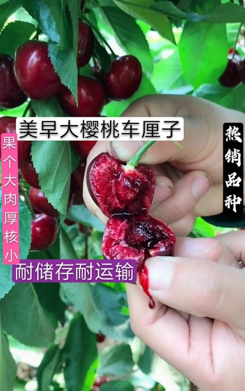 美早大樱桃树苗二年苗免费提供终生技术指导