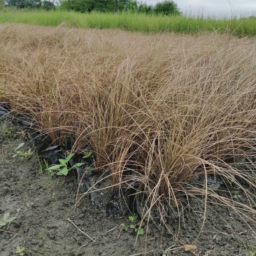 棕红苔草16杯杯苗高30-40公分，冠幅20-25公分