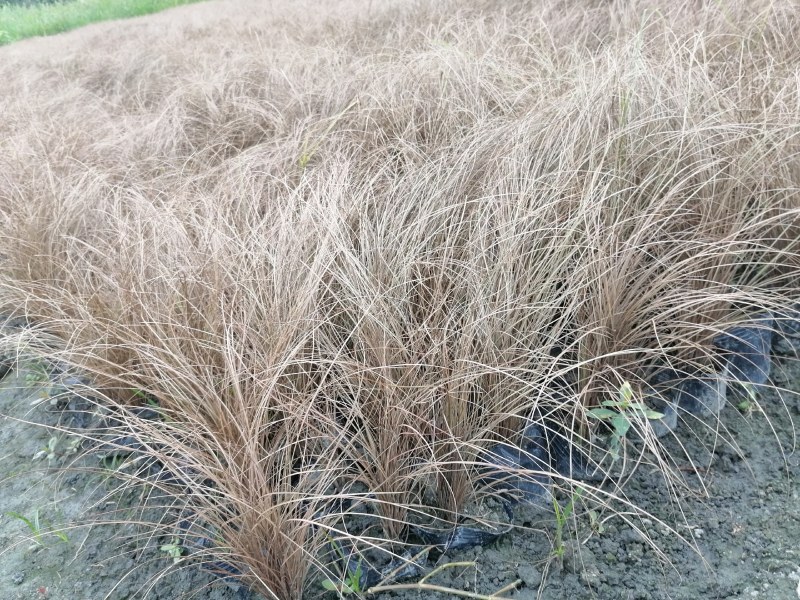 棕红苔草16杯杯苗高30-40公分，冠幅20-25公分