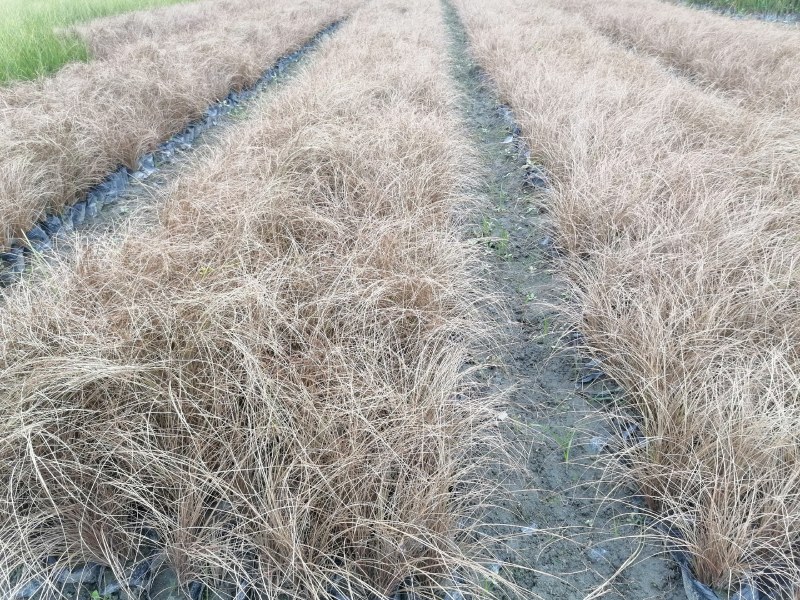 棕红苔草16杯杯苗高30-40公分，冠幅20-25公分