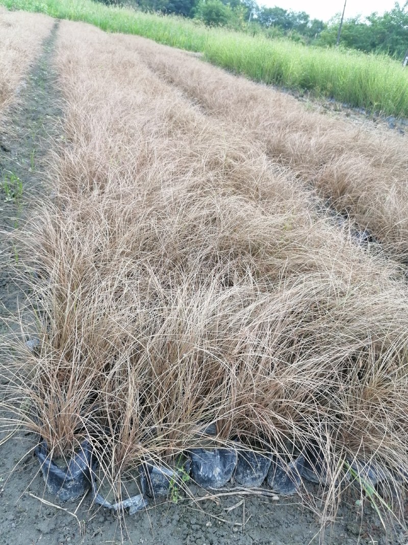 棕红苔草16杯杯苗高30-40公分，冠幅20-25公分
