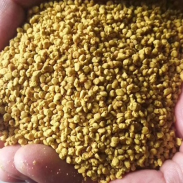 油菜花粉包邮颗粒大粉沫少一手货源一件代发