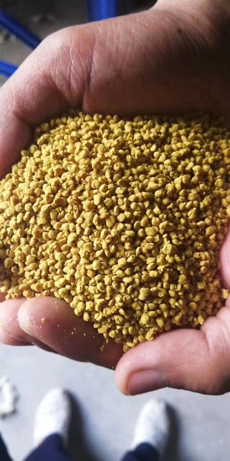 油菜花粉包邮颗粒大粉沫少一手货源一件代发
