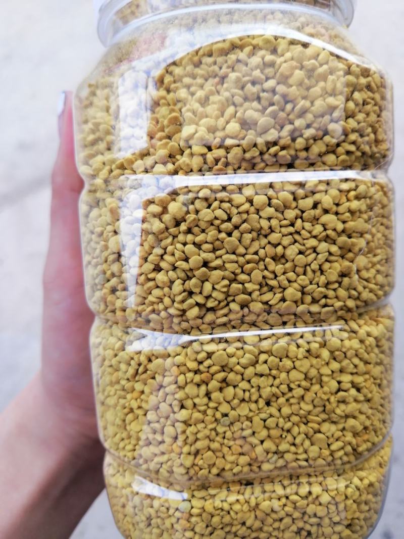油菜花粉包邮颗粒大粉沫少一手货源一件代发