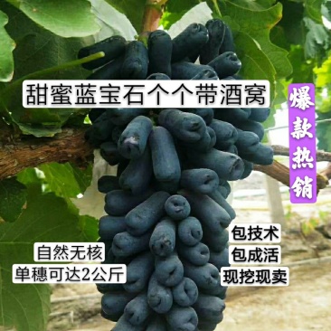 甜蜜蓝宝石葡萄苗，品质保证提供技术指导死苗免发