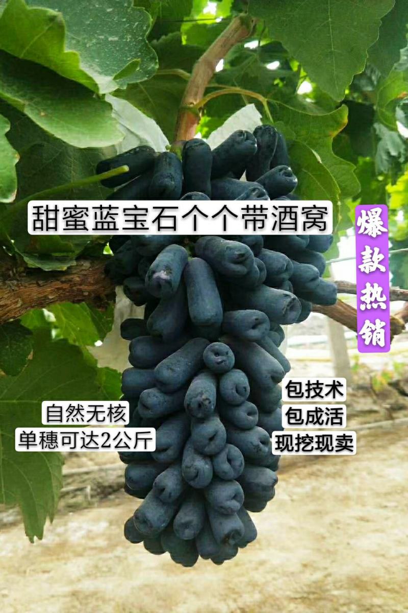 甜蜜蓝宝石葡萄苗，品质保证提供技术指导死苗免发