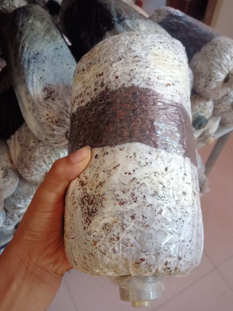黑平菇原种生产种，中低温品种，转化率高，污染率低