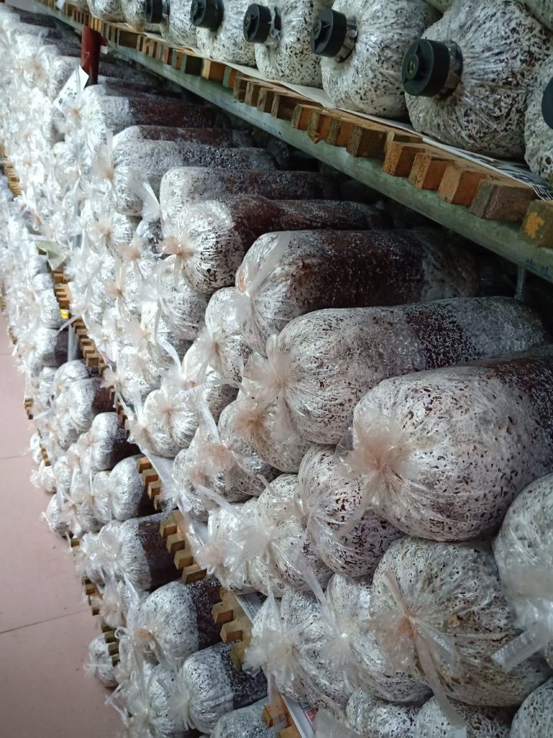 黑平菇原种生产种，中低温品种，转化率高，污染率低
