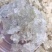 靓货爆米花拉丝天然雪燕干净没碎