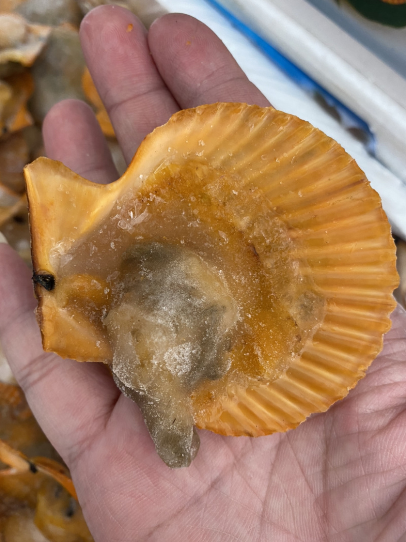半壳黄金贝、半壳扇贝、产地一手加工、量大价优。