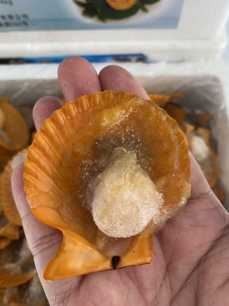 半壳黄金贝、半壳扇贝、产地一手加工、量大价优。