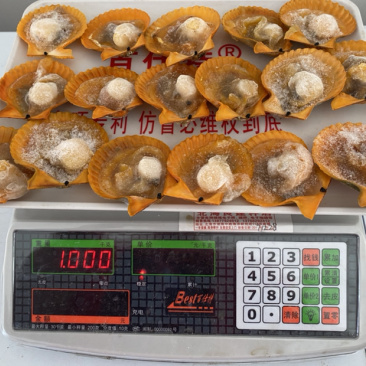 半壳黄金贝、半壳扇贝、产地一手加工、量大价优。