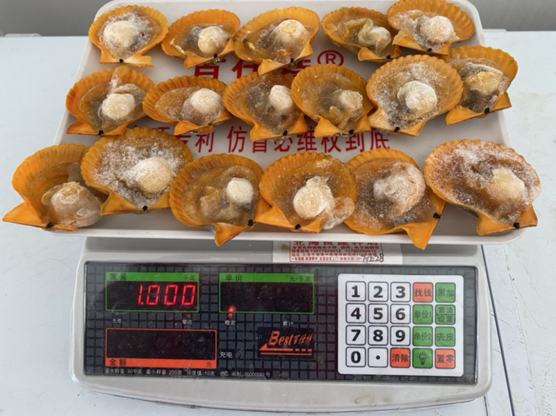 半壳黄金贝、半壳扇贝、产地一手加工、量大价优。