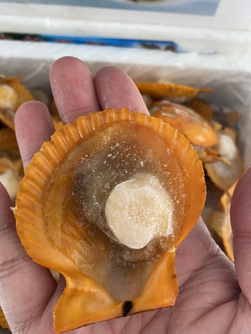 半壳黄金贝、半壳扇贝、产地一手加工、量大价优。
