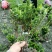 “花中西施”的夏娟地苗图片和价格，夏娟地苗成都货源