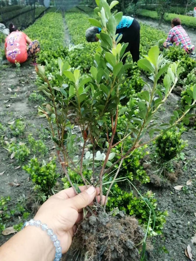 “花中西施”的夏娟地苗图片和价格，夏娟地苗成都货源