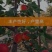 【新品推荐】国之鲜杏树苗沙金红杏树苗甘碗离核果大