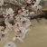 【新品推荐】国之鲜杏树苗沙金红杏树苗甘碗离核果大