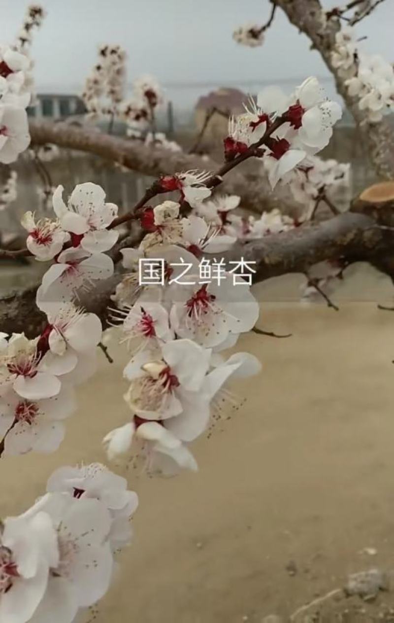 【新品推荐】国之鲜杏树苗沙金红杏树苗甘碗离核果大