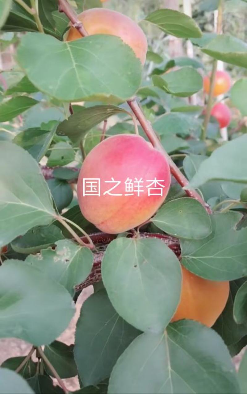 【新品推荐】国之鲜杏树苗沙金红杏树苗甘碗离核果大