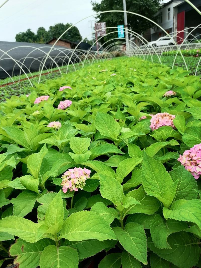 自家苗圃供应双色杯绣球花八仙花基地直销视频看货