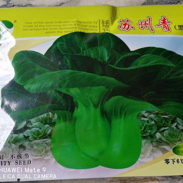 苏州青菜黑叶矮箕品质好不拔节。