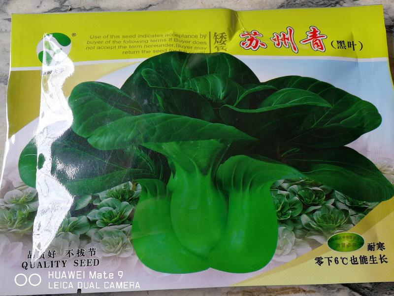 苏州青菜黑叶矮箕品质好不拔节。