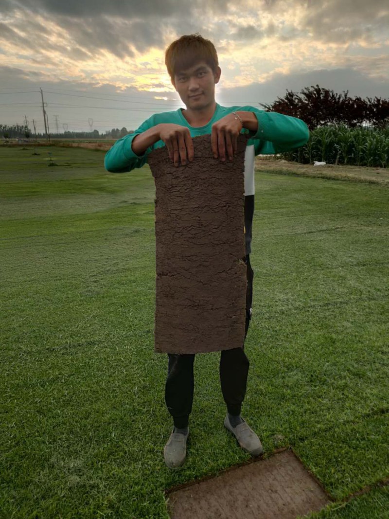 草坪草皮马尼拉工程别墅庭院绿化基地直销