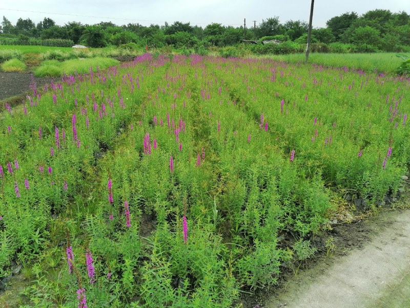 千屈菜12杯杯苗20-40高，成都货源。