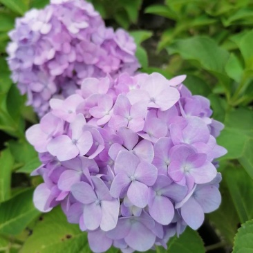 自家苗圃供应加仑杯杯绣球花无尽夏基地直销八仙花
