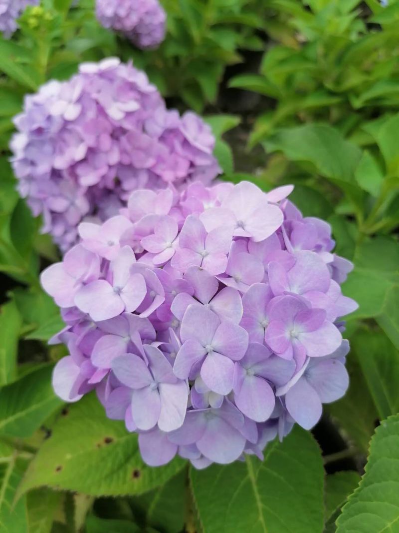 自家苗圃供应加仑杯杯绣球花无尽夏基地直销八仙花