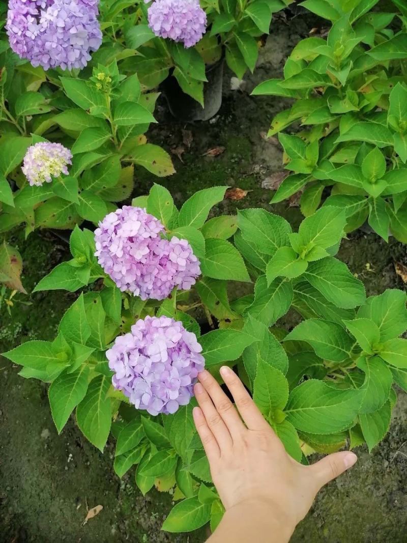 自家苗圃供应加仑杯杯绣球花无尽夏基地直销八仙花