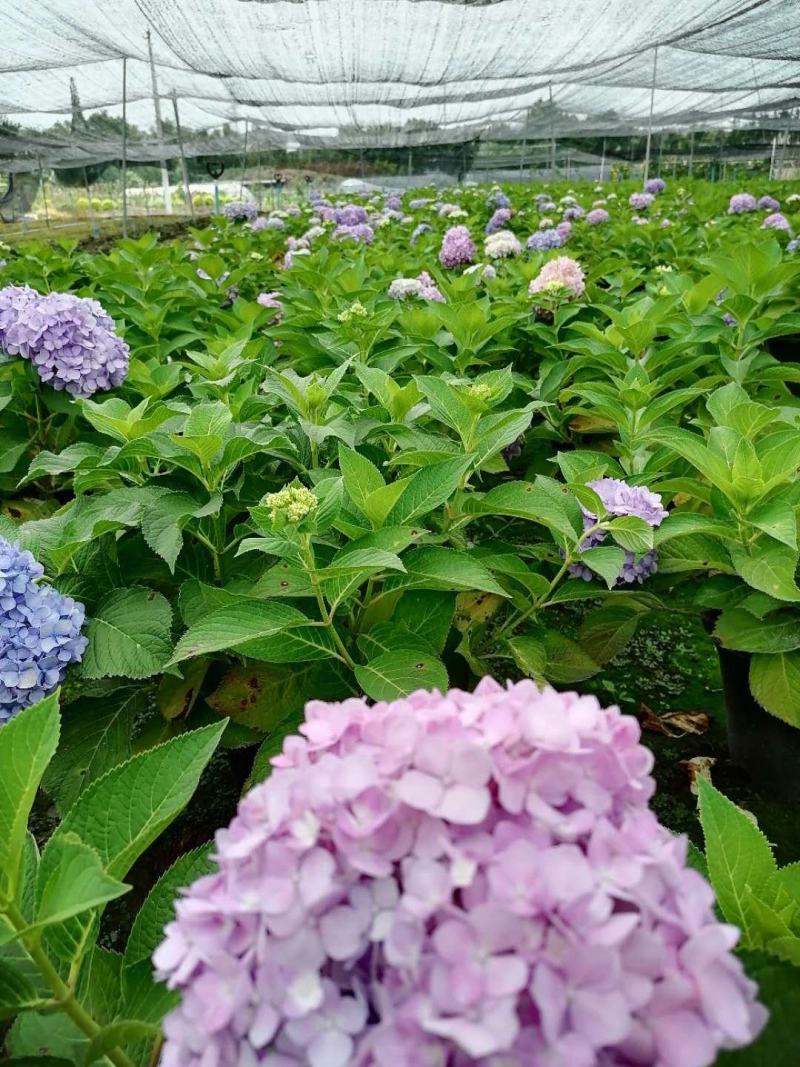 自家苗圃供应加仑杯杯绣球花无尽夏基地直销八仙花