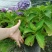 自家苗圃供应加仑杯杯绣球花无尽夏基地直销八仙花