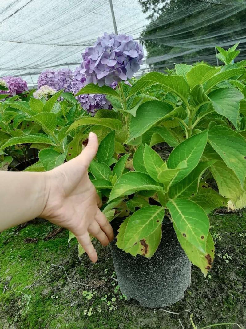 自家苗圃供应加仑杯杯绣球花无尽夏基地直销八仙花