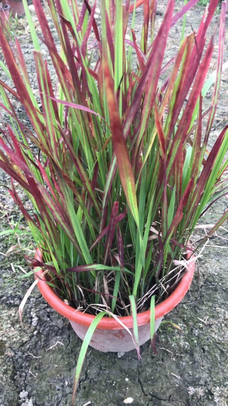 血草杯苗30-40公分高，冠幅15-25公分